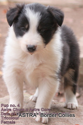 Tricolour female, Rough coat, border collie puppy